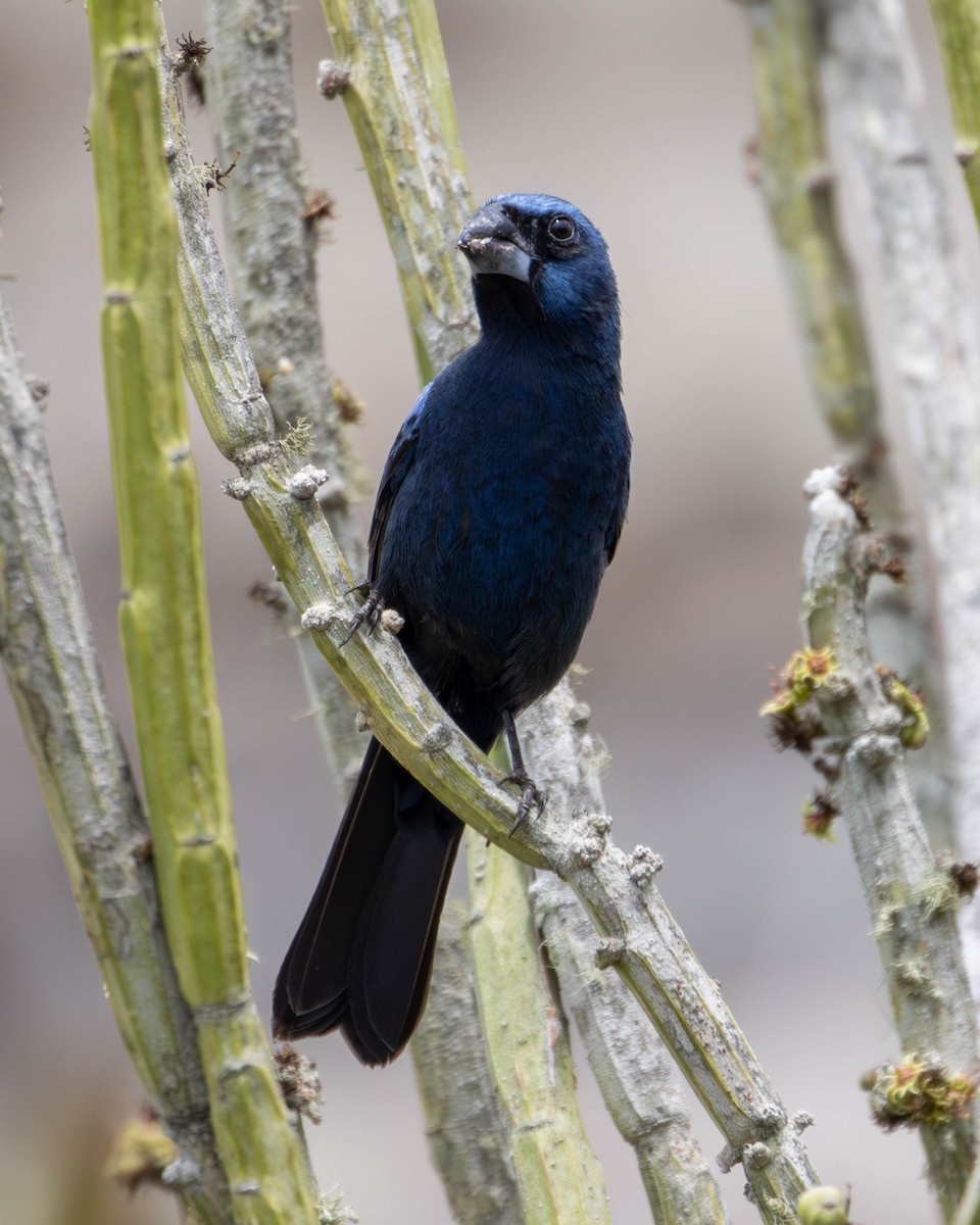 Ultramarine Grosbeak - ML620455785