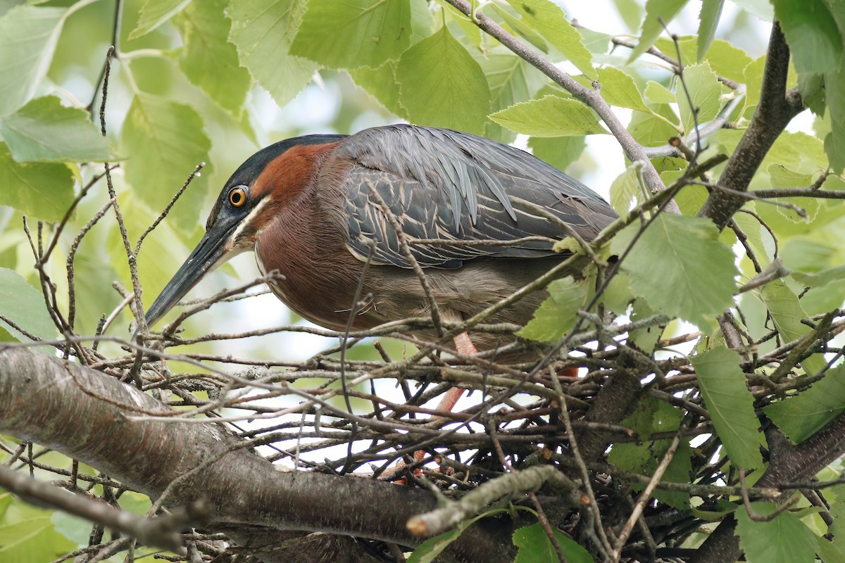 Green Heron - ML620455787