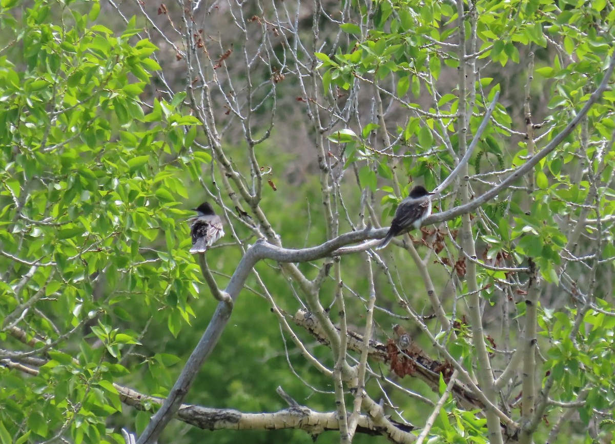 Eastern Kingbird - ML620455790