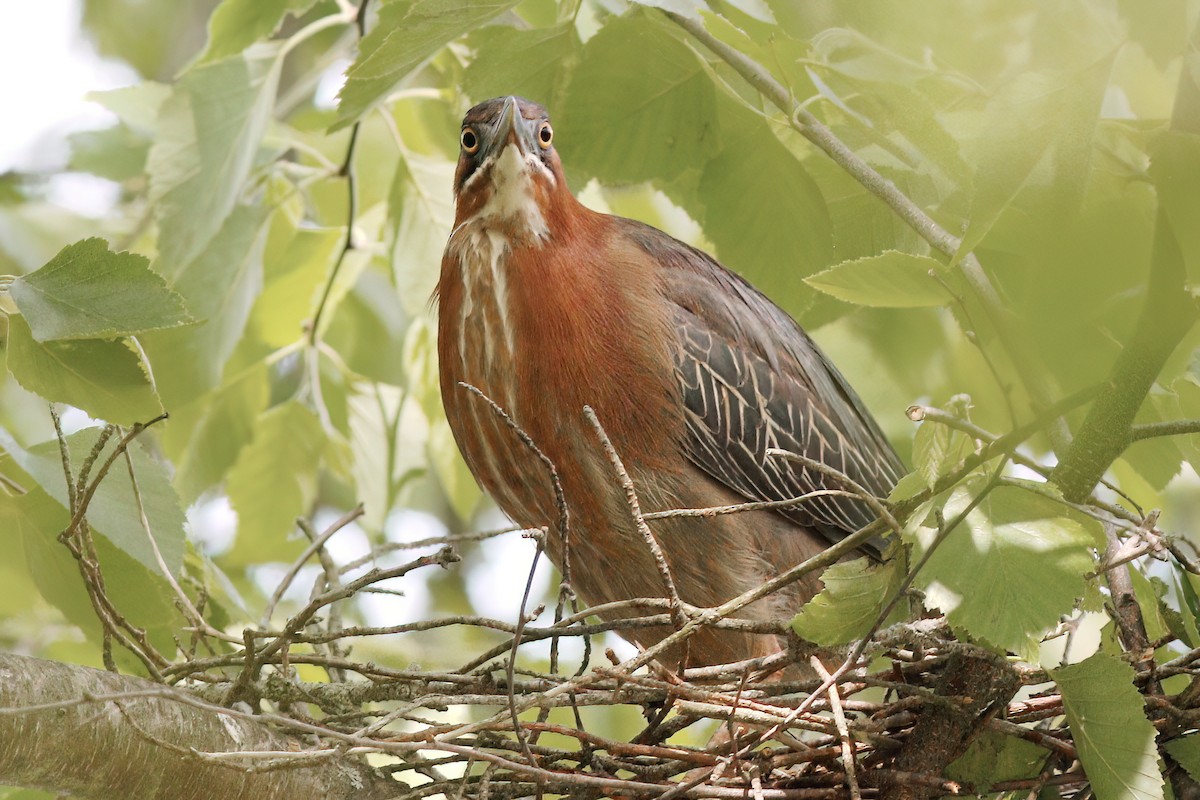 Green Heron - ML620455794