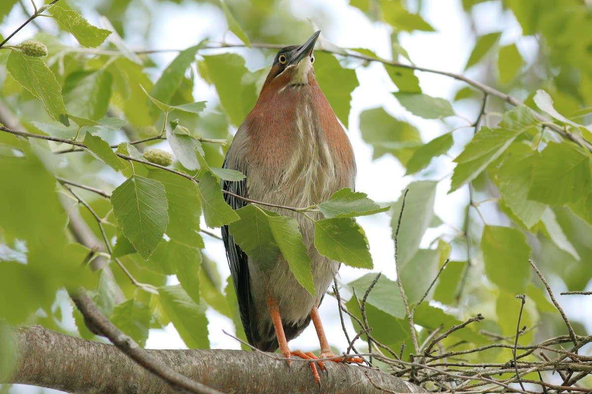 Green Heron - ML620455796