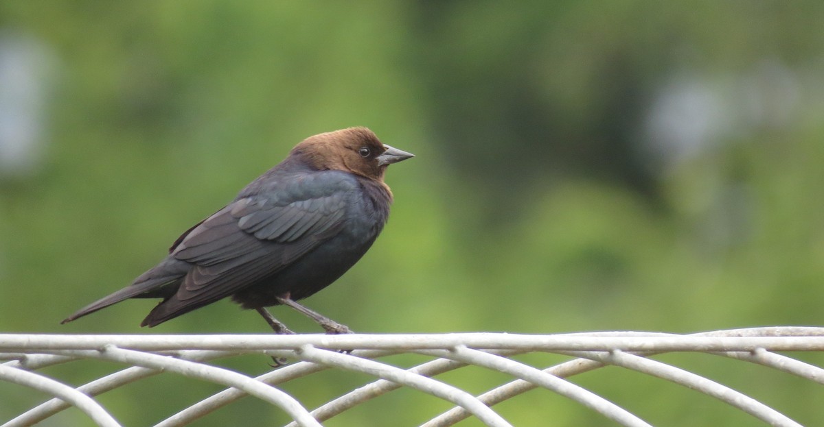 Brown-headed Cowbird - ML620455802