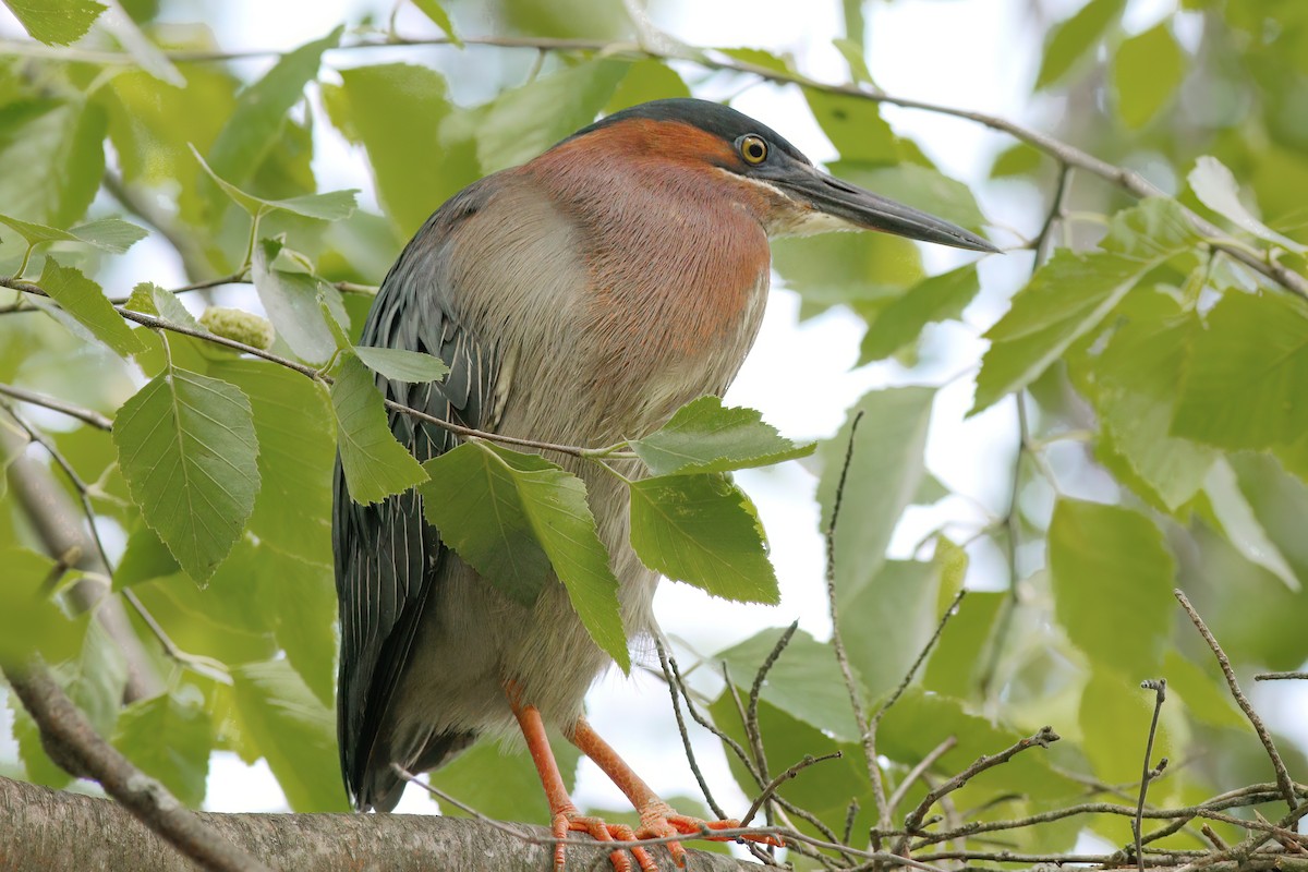 Green Heron - ML620455803