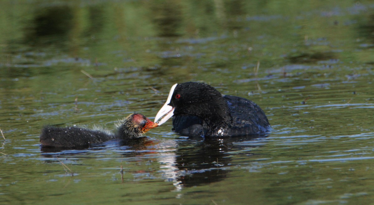 Eurasian Coot - ML620455804