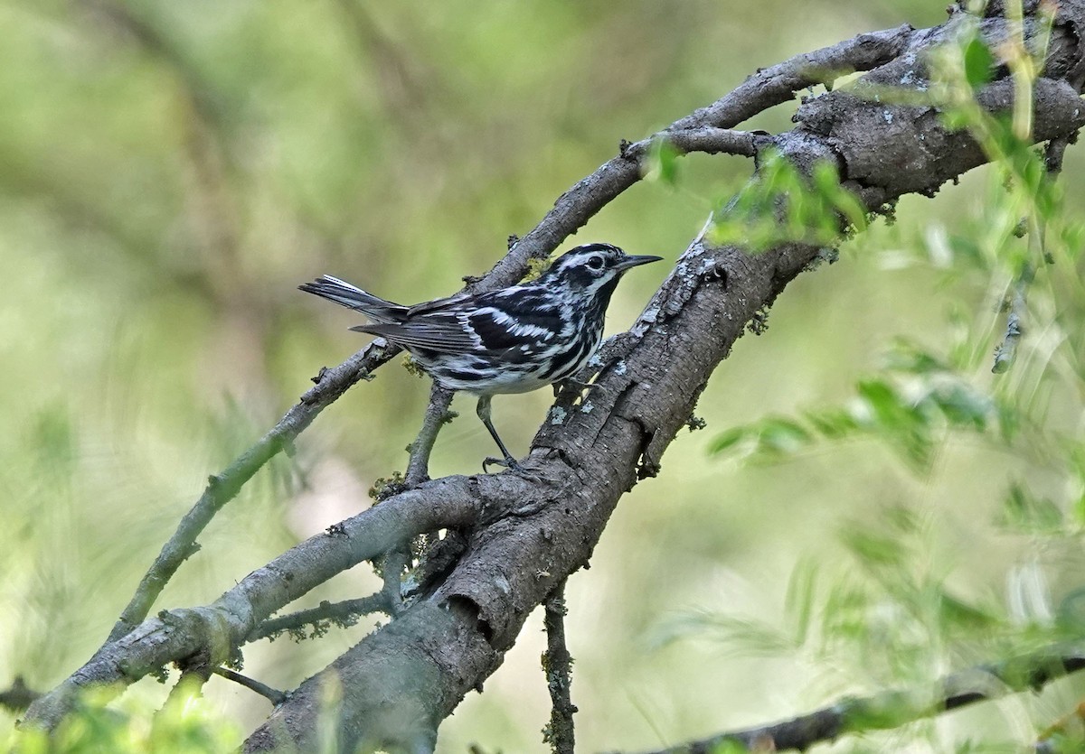 Black-and-white Warbler - ML620455811