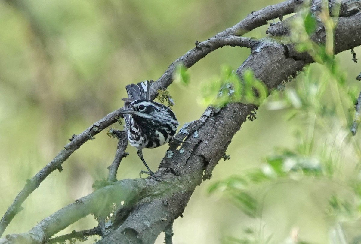 Black-and-white Warbler - ML620455818