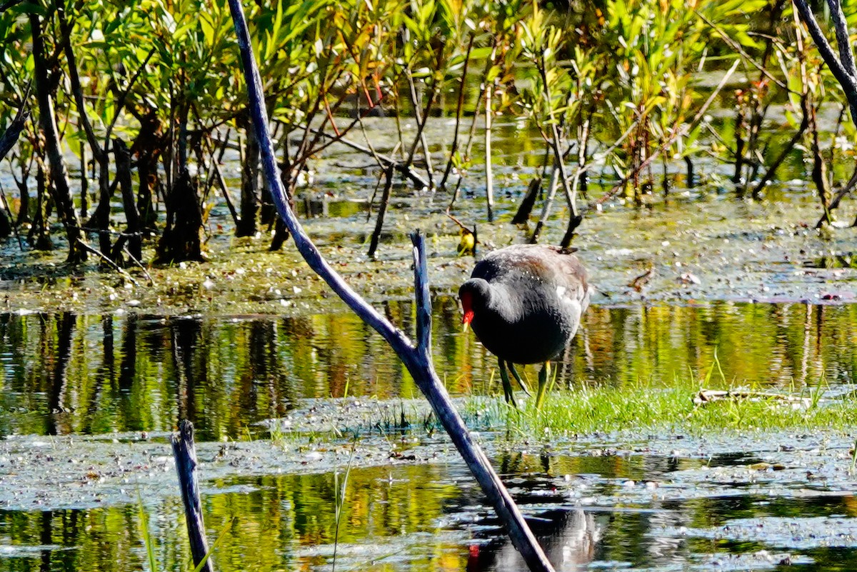 Common Gallinule - ML620455836