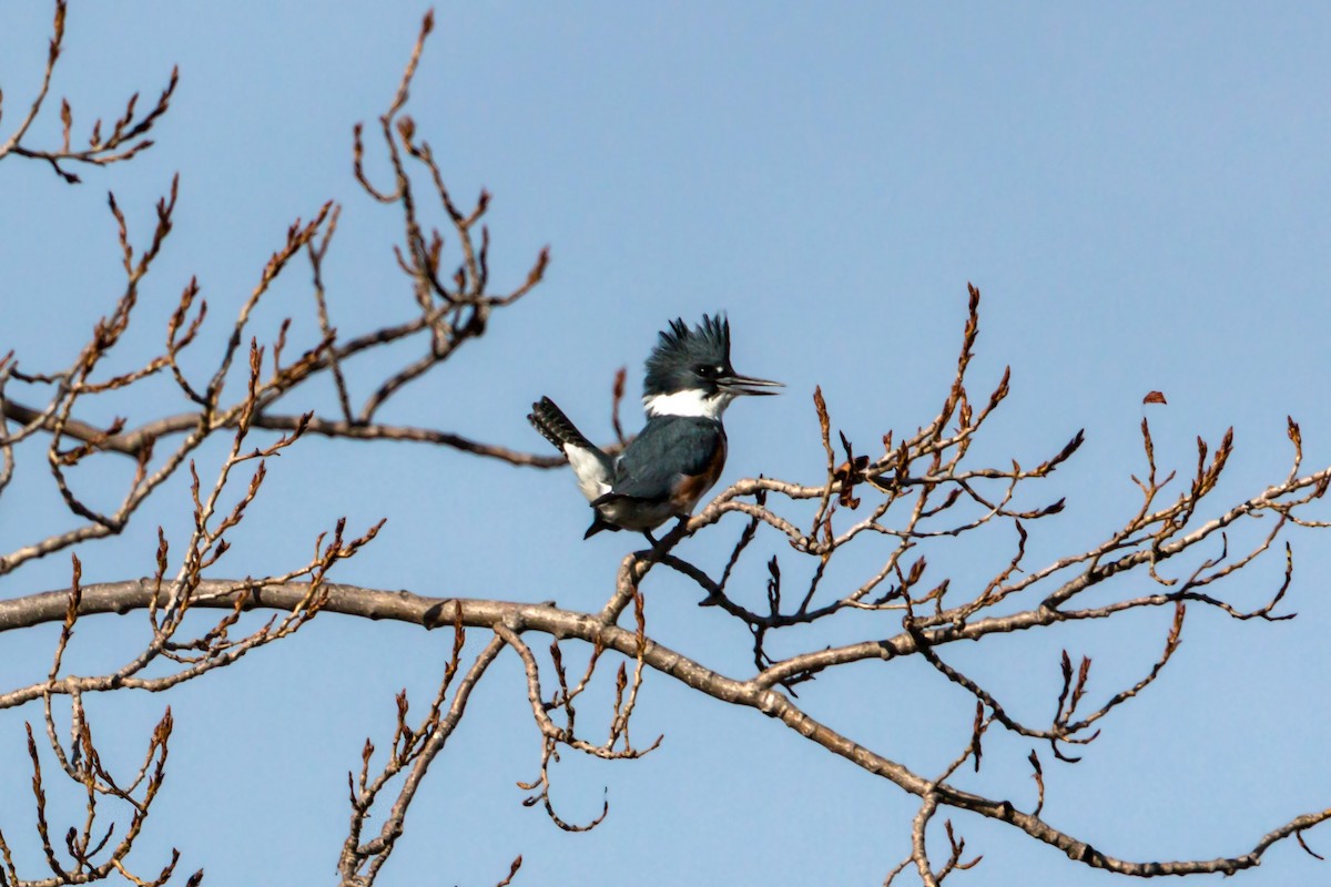 Belted Kingfisher - ML620455843