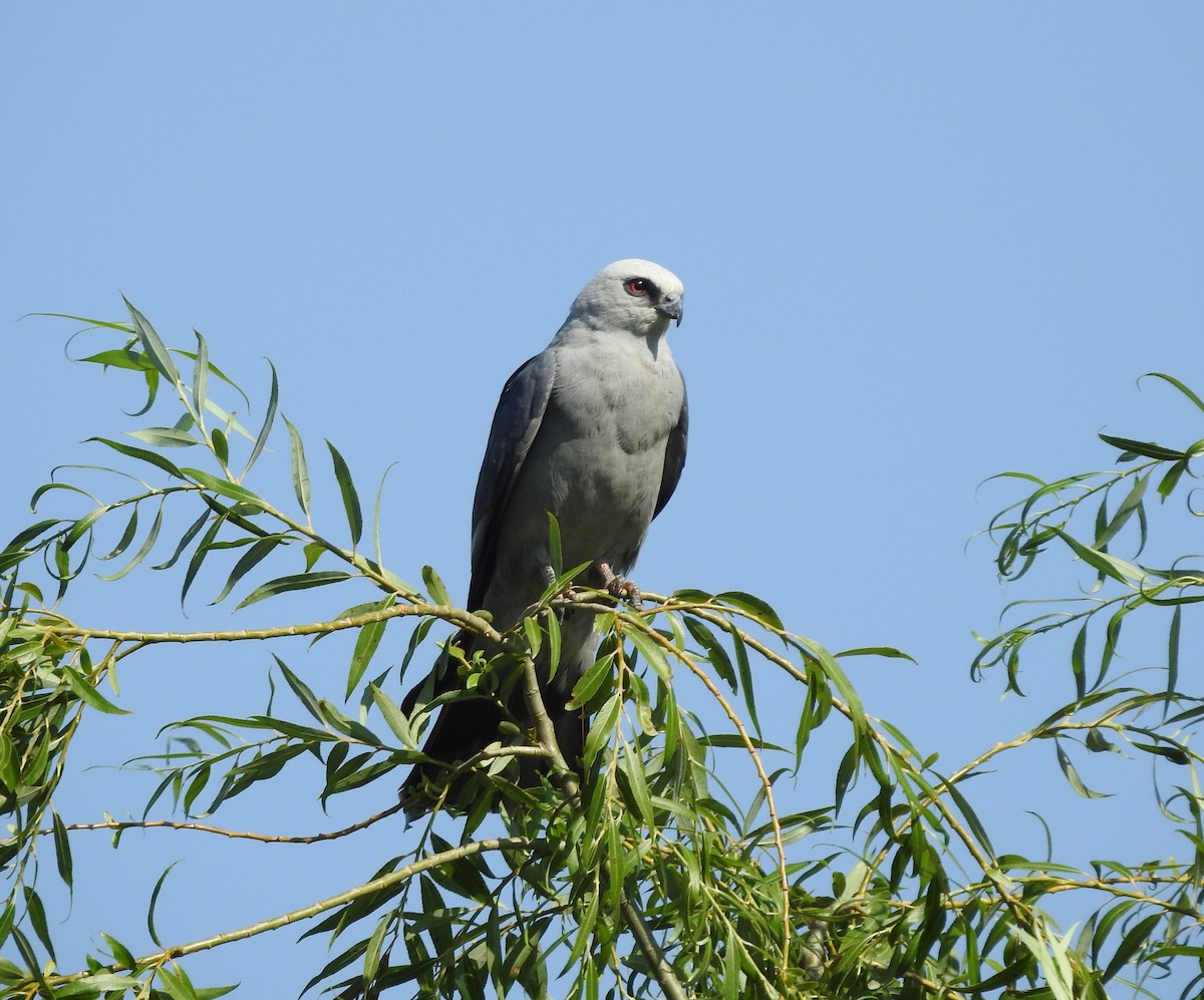 Mississippi Kite - ML620455847