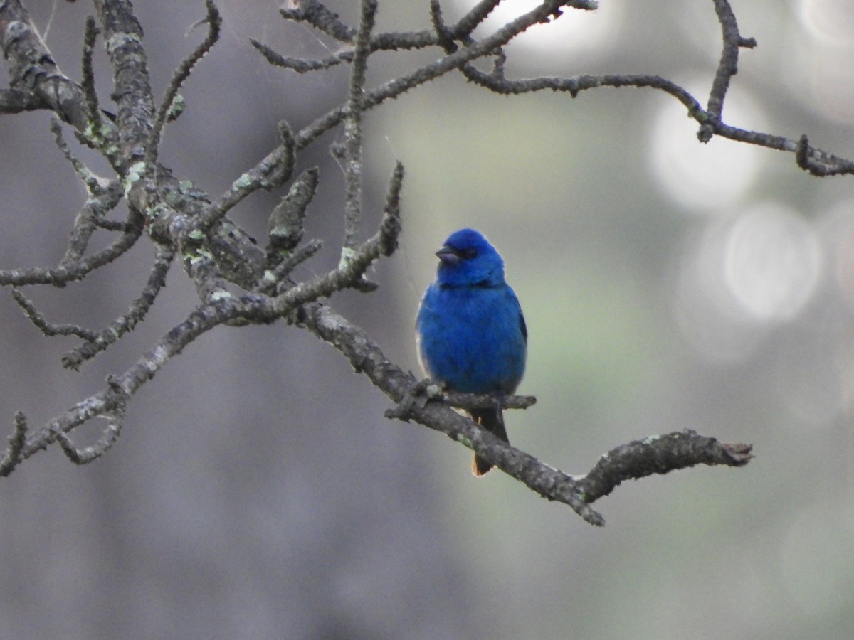 Passerin indigo - ML620455850