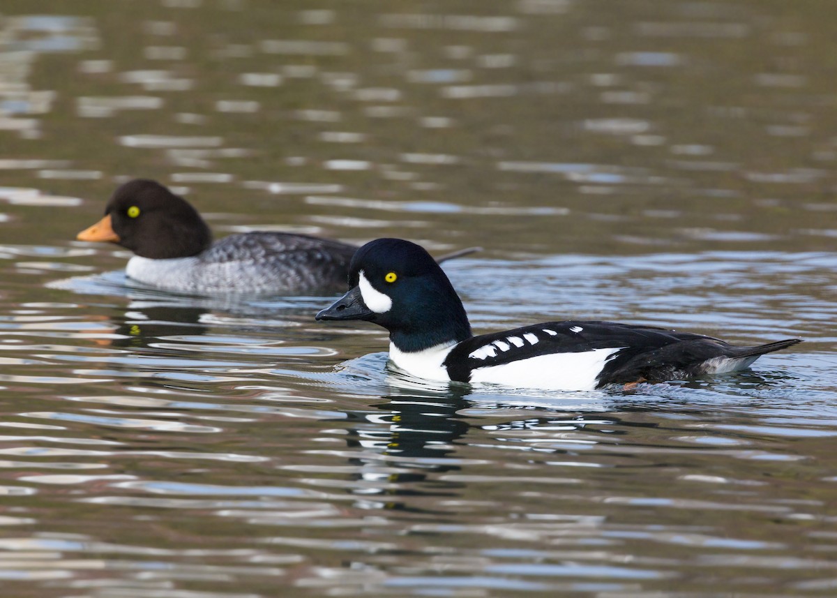 Barrow's Goldeneye - ML620455851