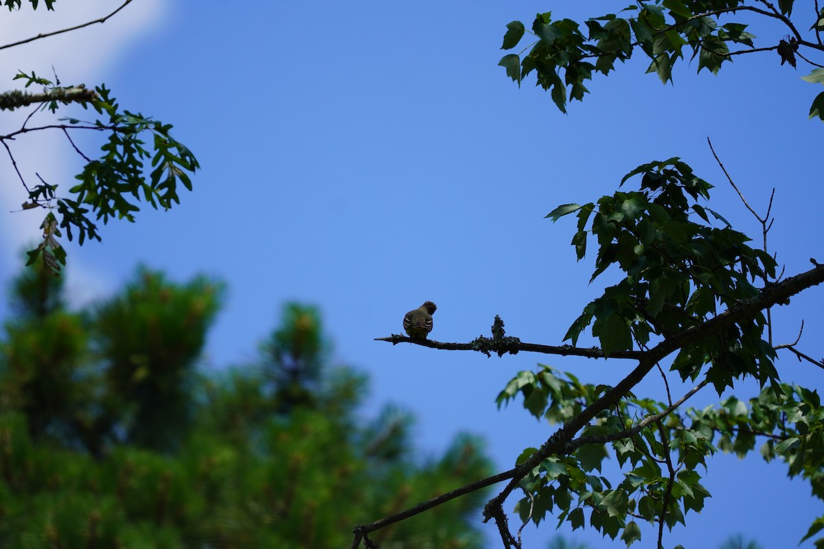 Great Crested Flycatcher - ML620455856