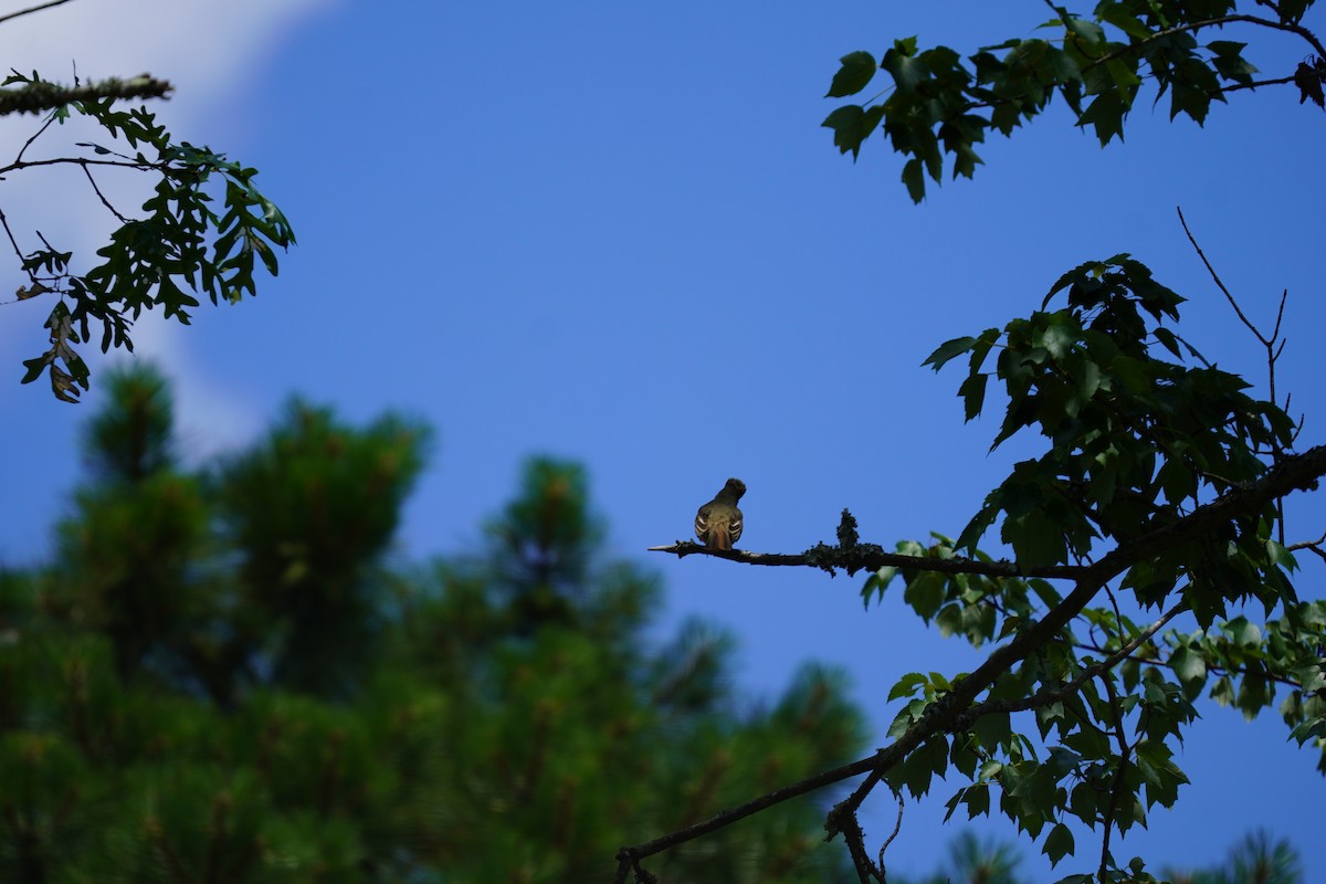 Great Crested Flycatcher - ML620455857