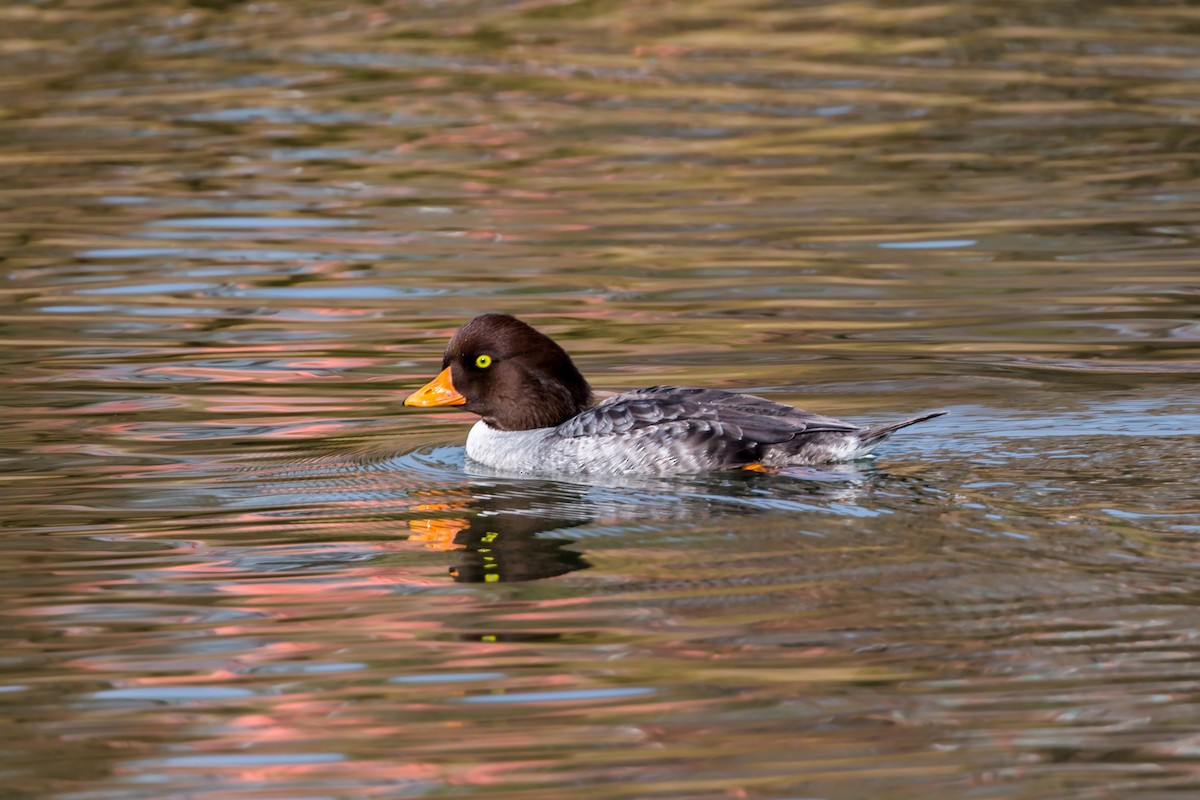 Barrow's Goldeneye - ML620455859