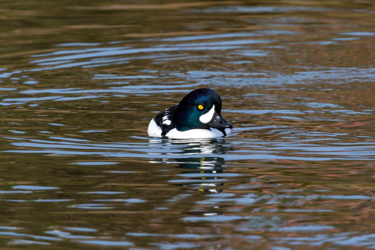 Barrow's Goldeneye - ML620455860