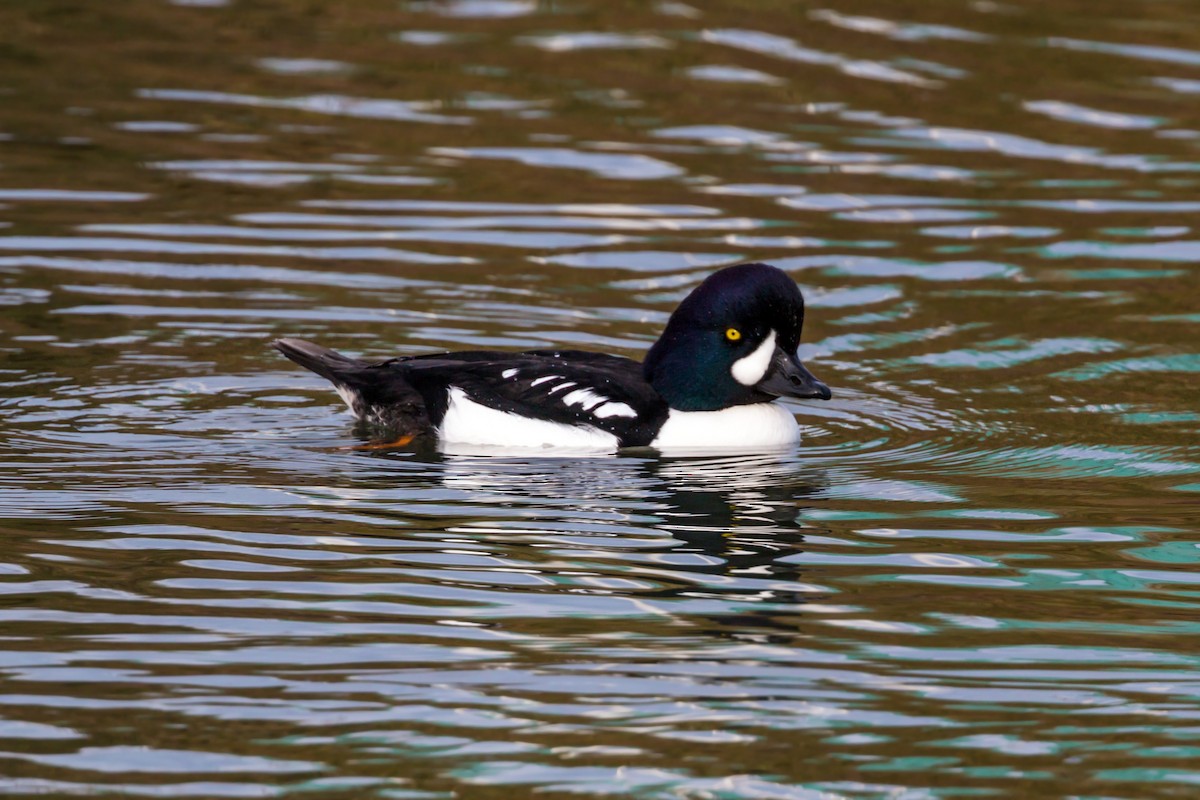 Barrow's Goldeneye - ML620455861