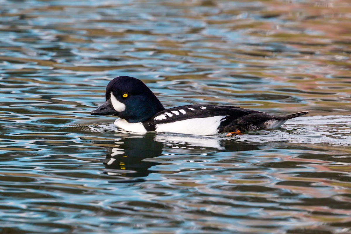 Murgilari islandiarra - ML620455864