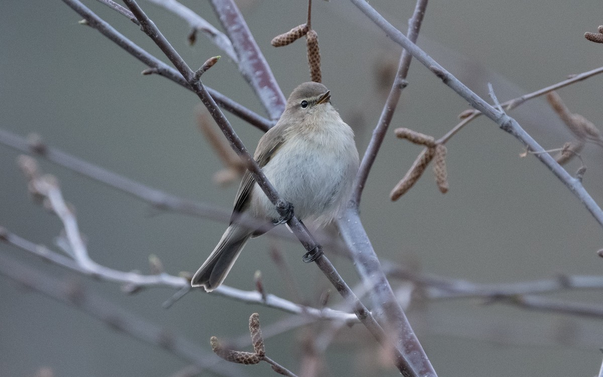 Mountain Chiffchaff - ML620455874