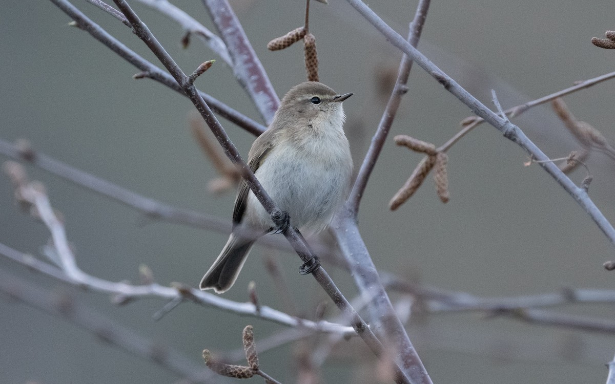 Mountain Chiffchaff - ML620455875