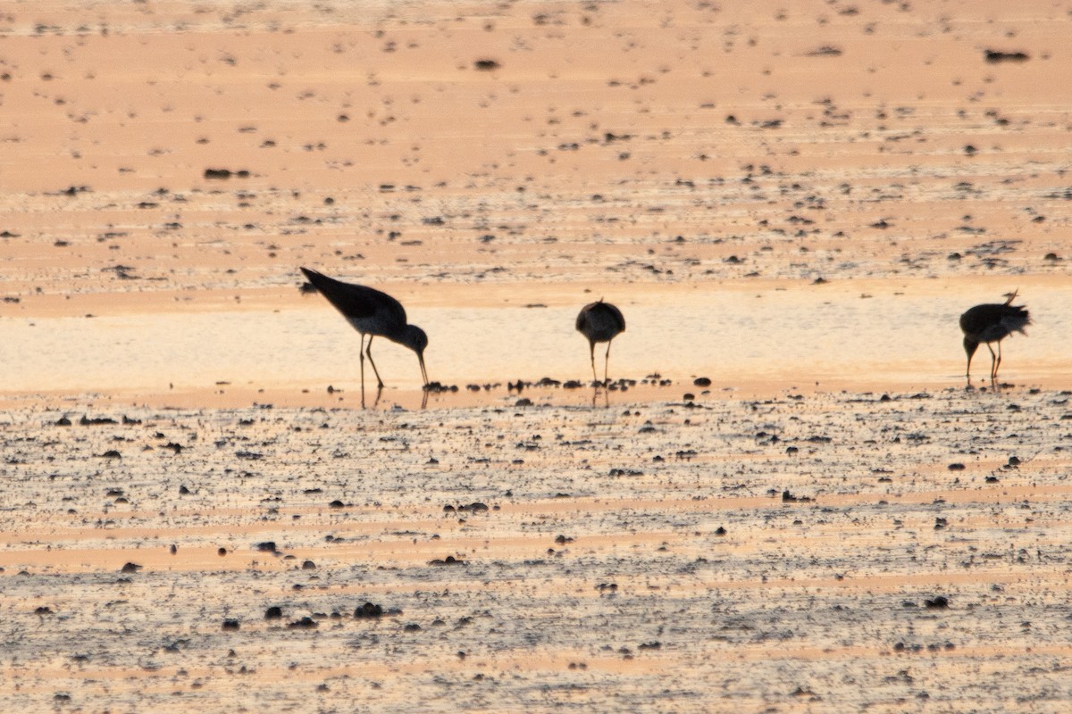 Common Greenshank - ML620455883