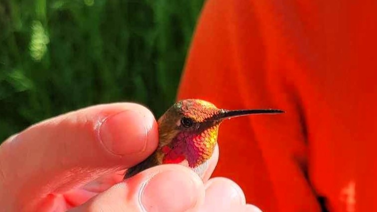 Anna's x Rufous Hummingbird (hybrid) - ML620455888