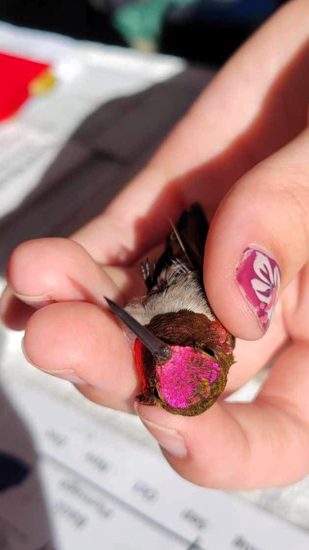 Anna's x Rufous Hummingbird (hybrid) - ML620455889