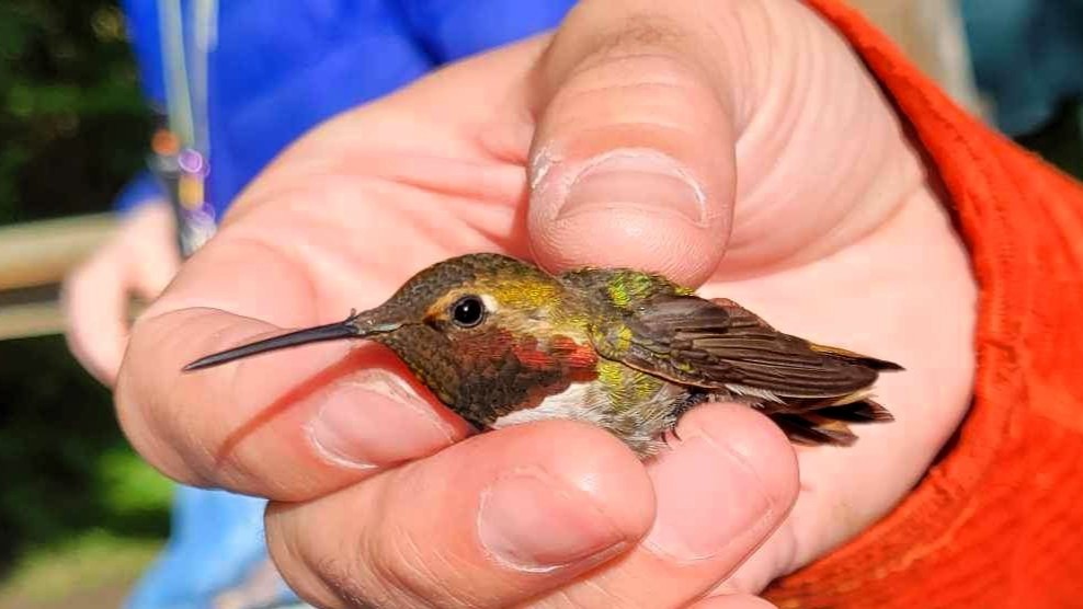 Anna's x Rufous Hummingbird (hybrid) - ML620455890