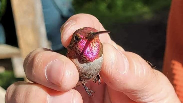 Anna's x Rufous Hummingbird (hybrid) - ML620455892