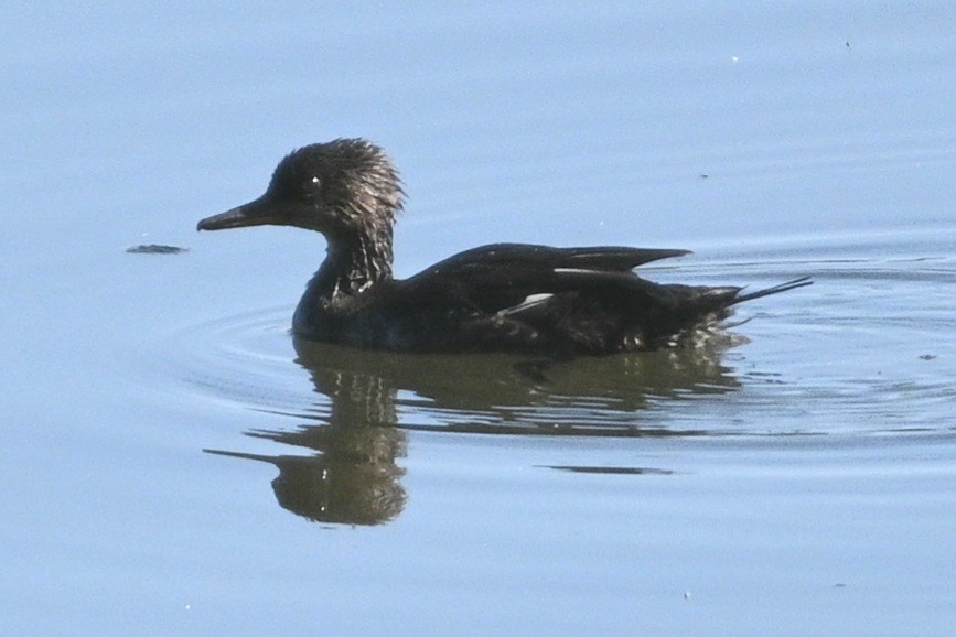 Hooded Merganser - ML620455899