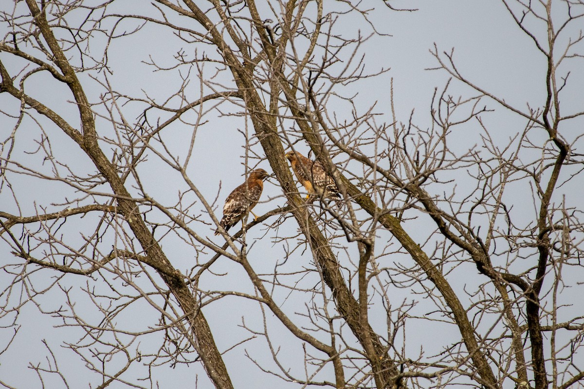 Red-shouldered Hawk - ML620455902