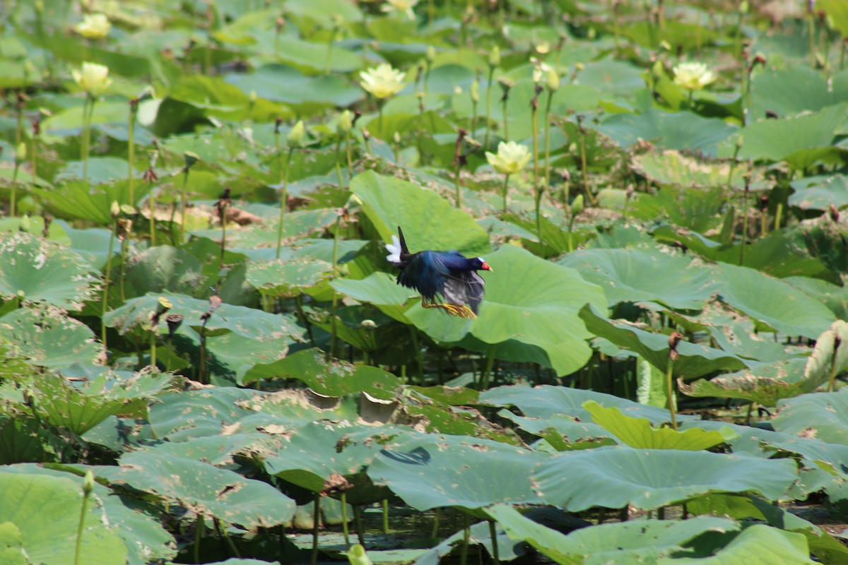 Purple Gallinule - ML620455903