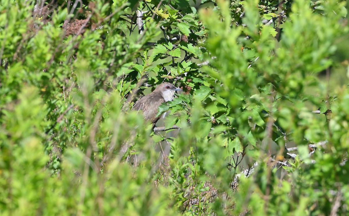 Black-billed Cuckoo - ML620455905