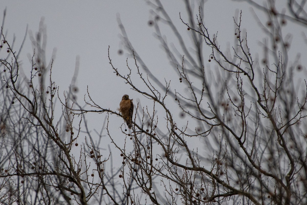 Red-shouldered Hawk - ML620455910