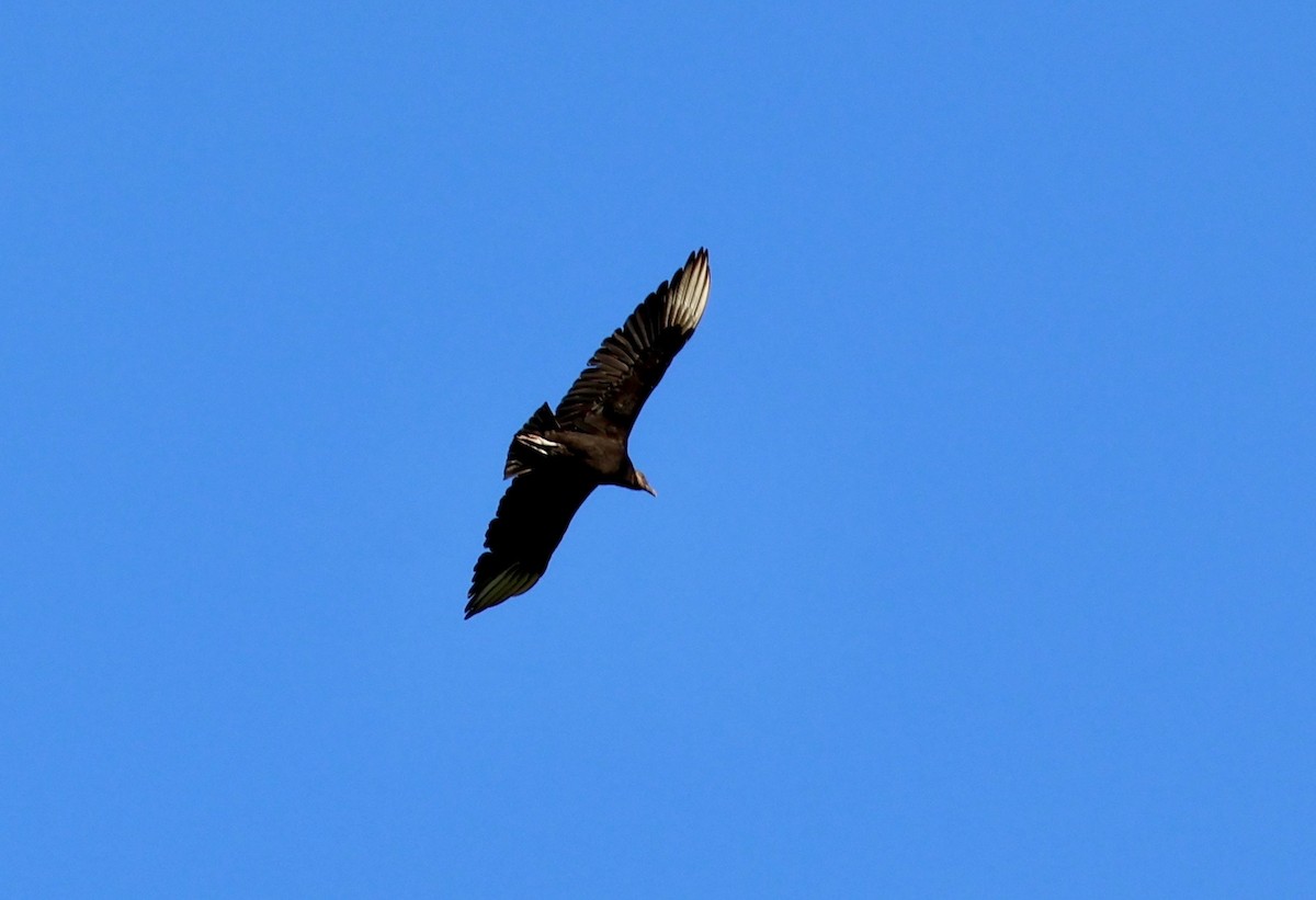 Black Vulture - ML620455922