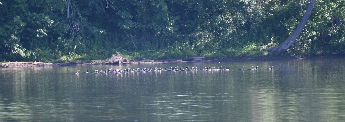 Double-crested Cormorant - ML620455927