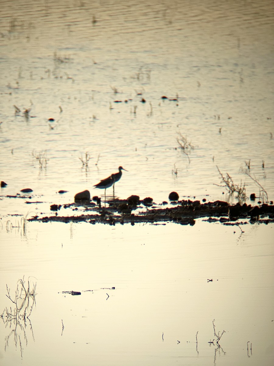 Greater Yellowlegs - ML620455929