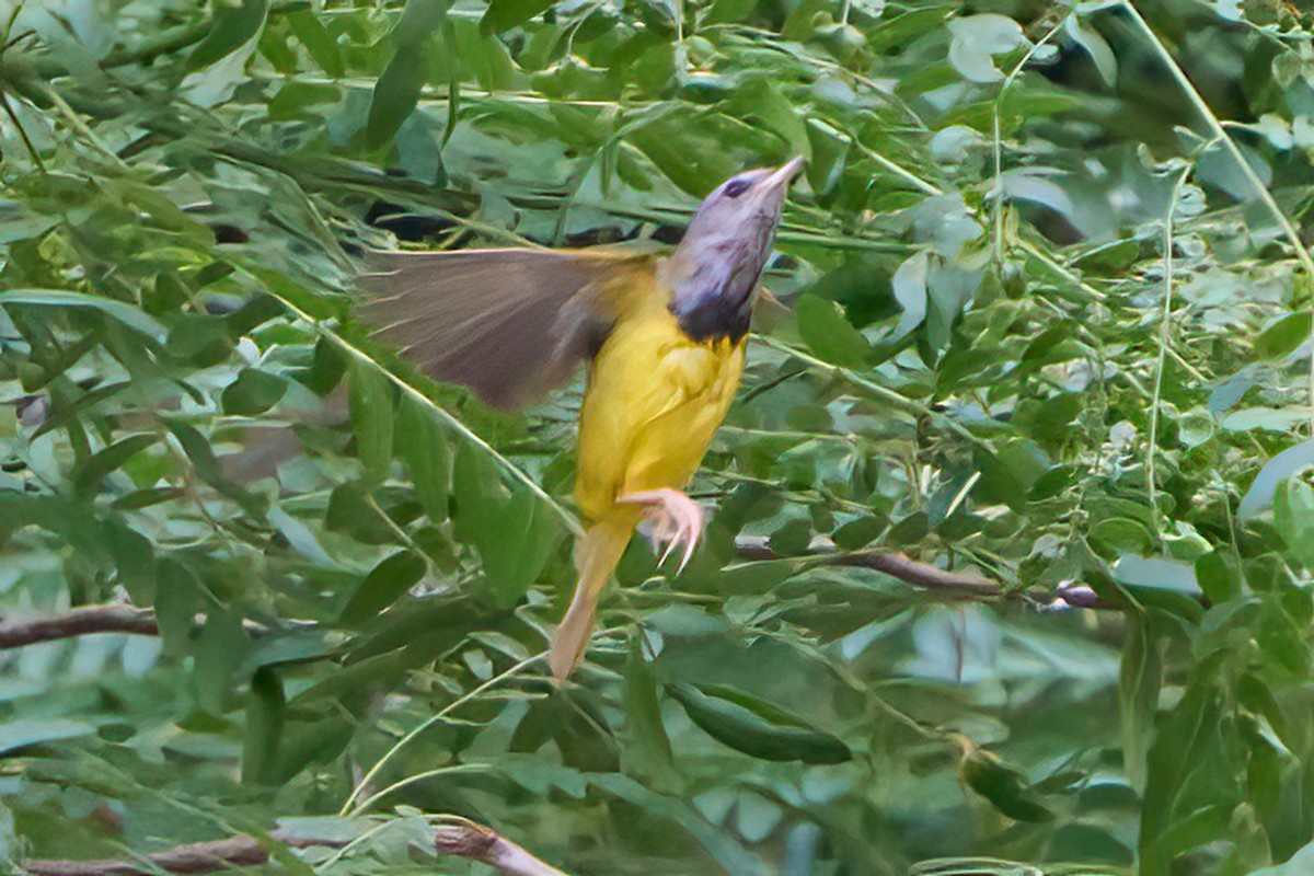 Mourning Warbler - ML620455932