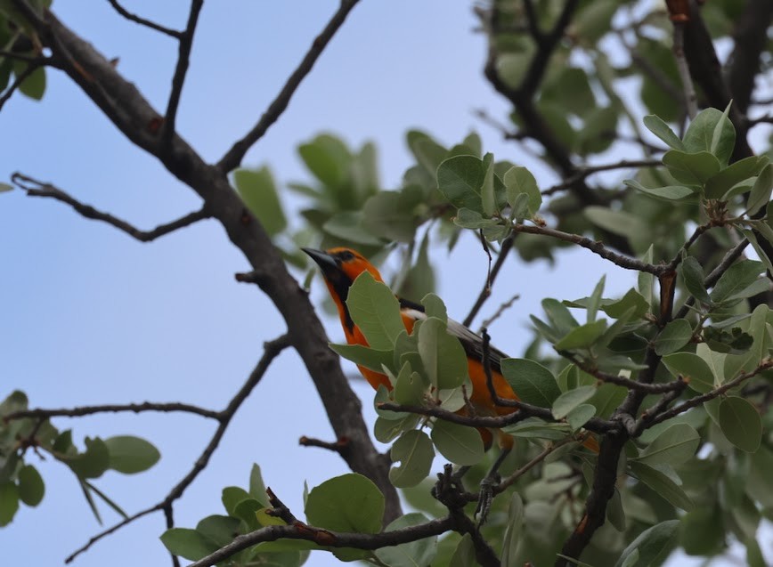 Bullock's Oriole - ML620455933