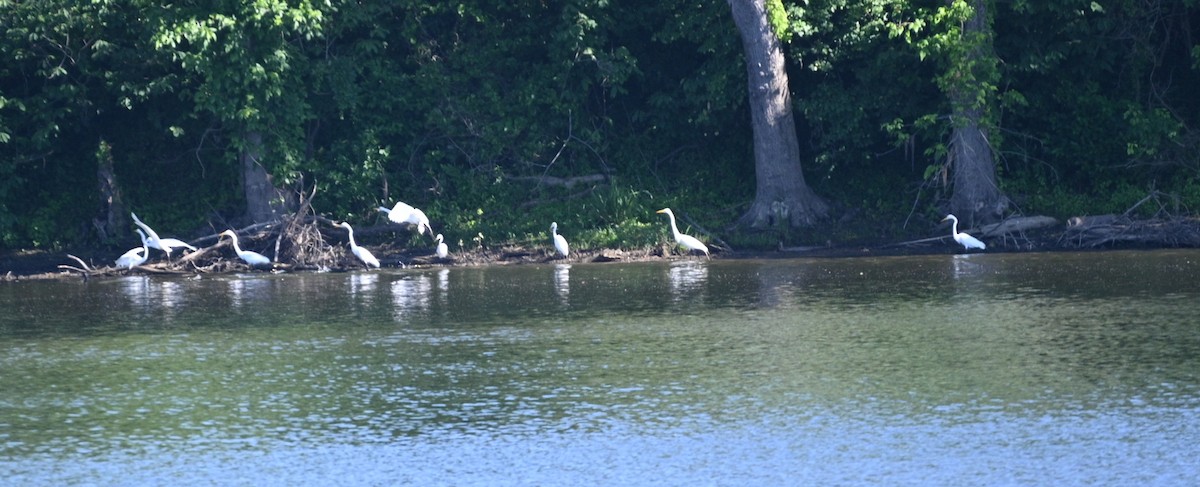 Great Egret - ML620455934