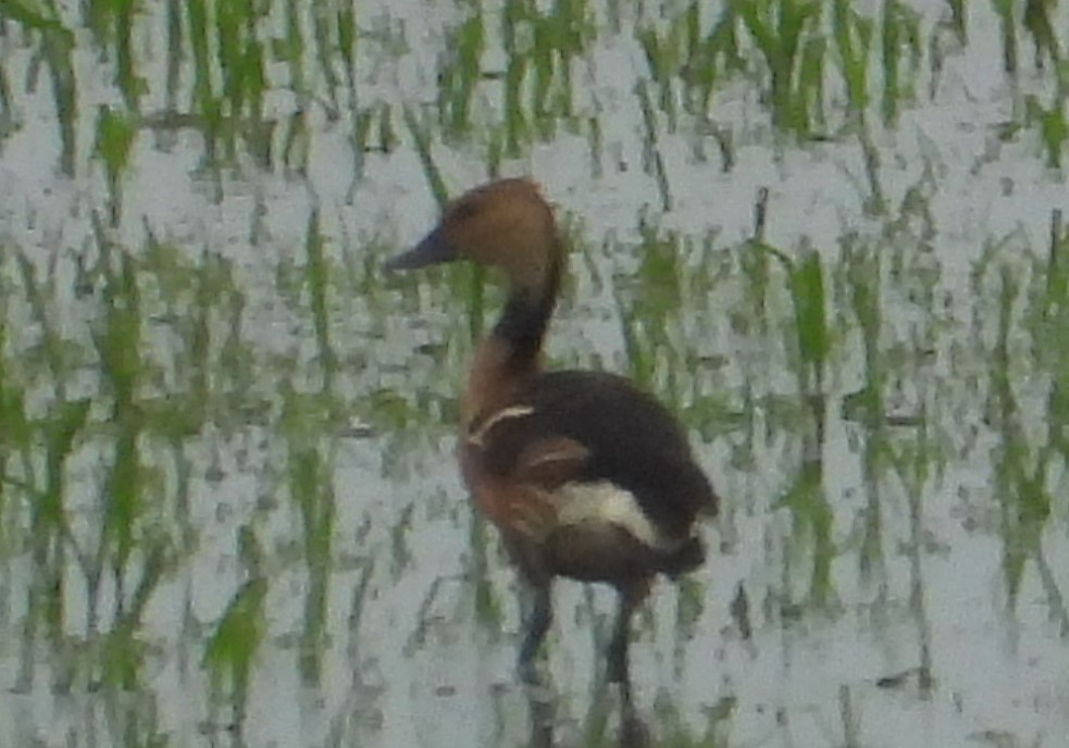 Fulvous Whistling-Duck - Chuck Hignite