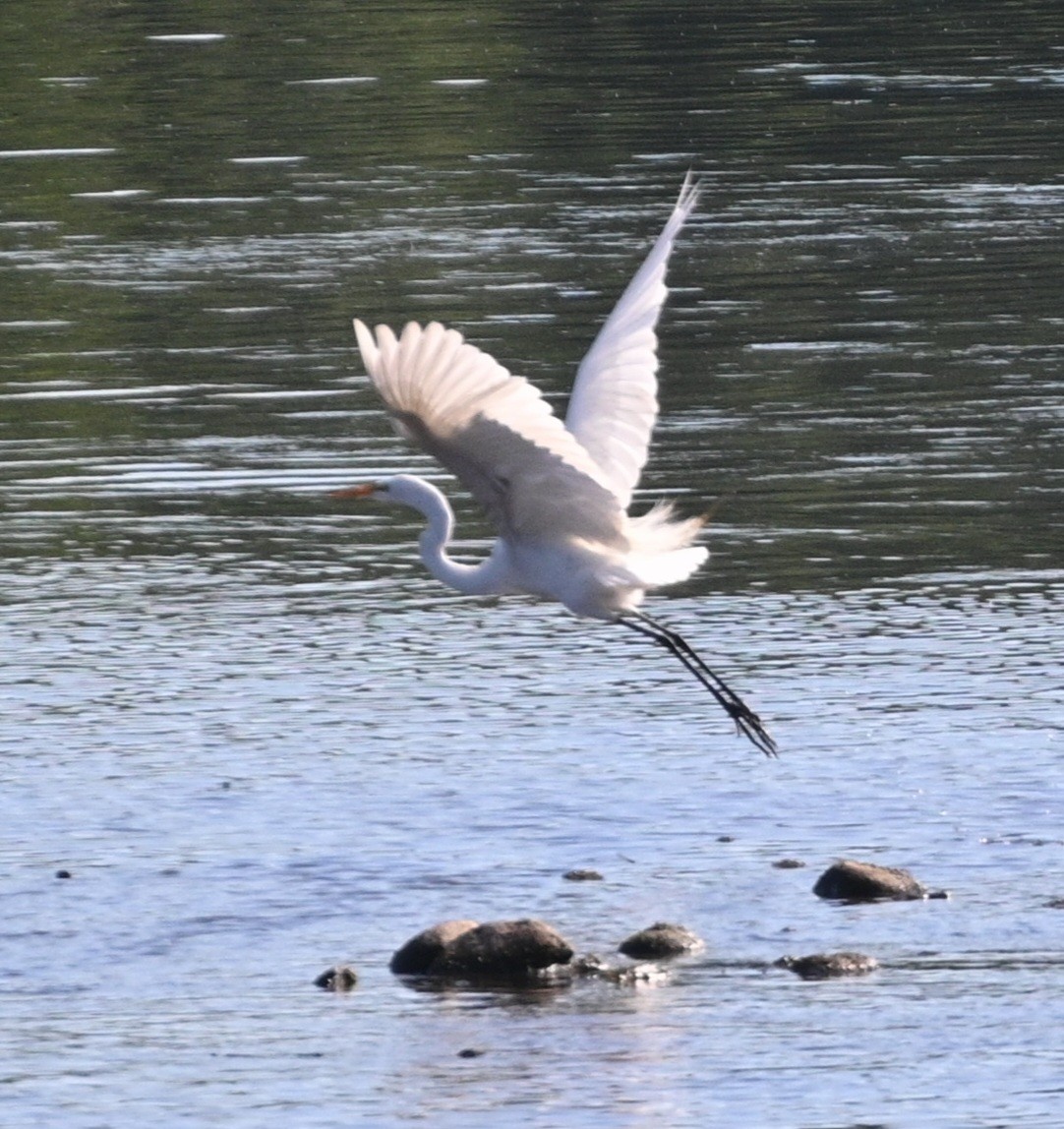 Great Egret - Jim McDaniel