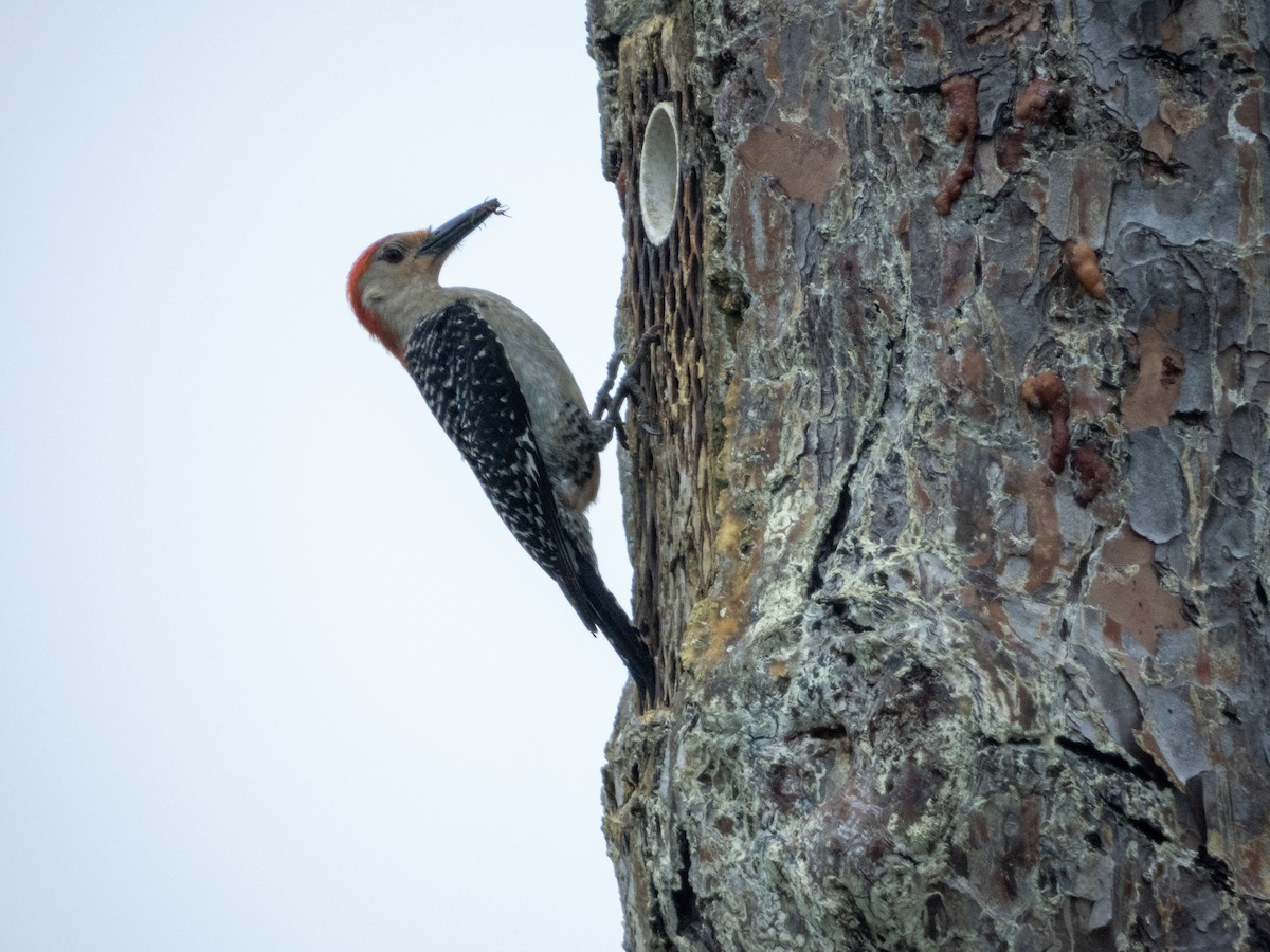 Red-bellied Woodpecker - ML620455939