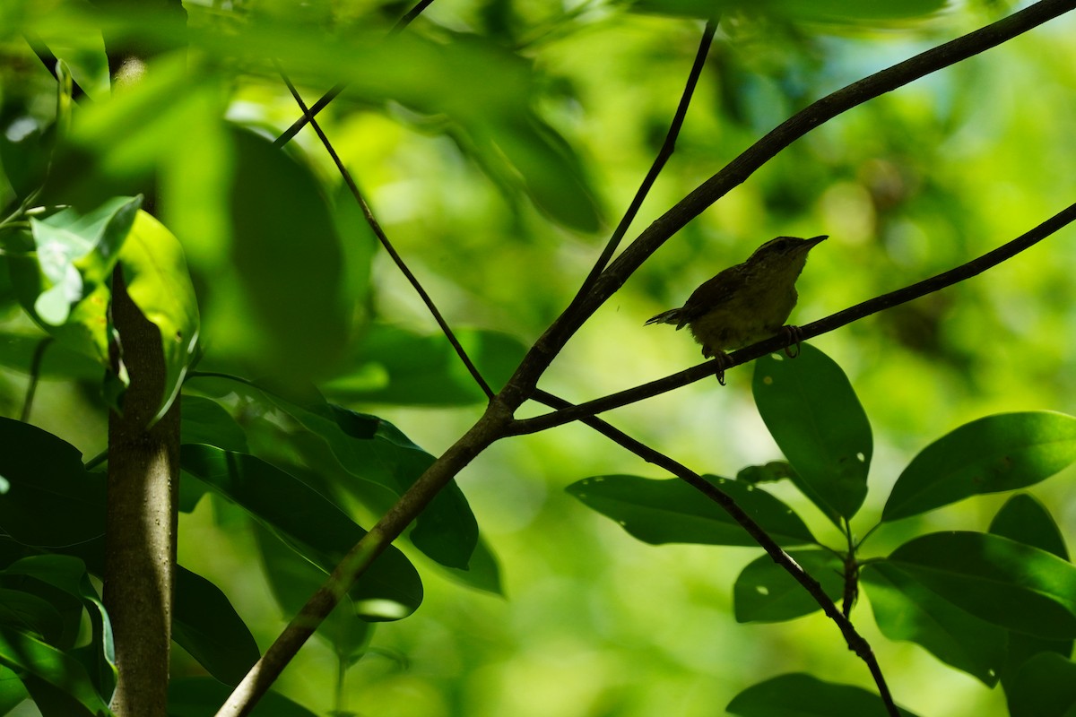 Carolina Wren - ML620455941