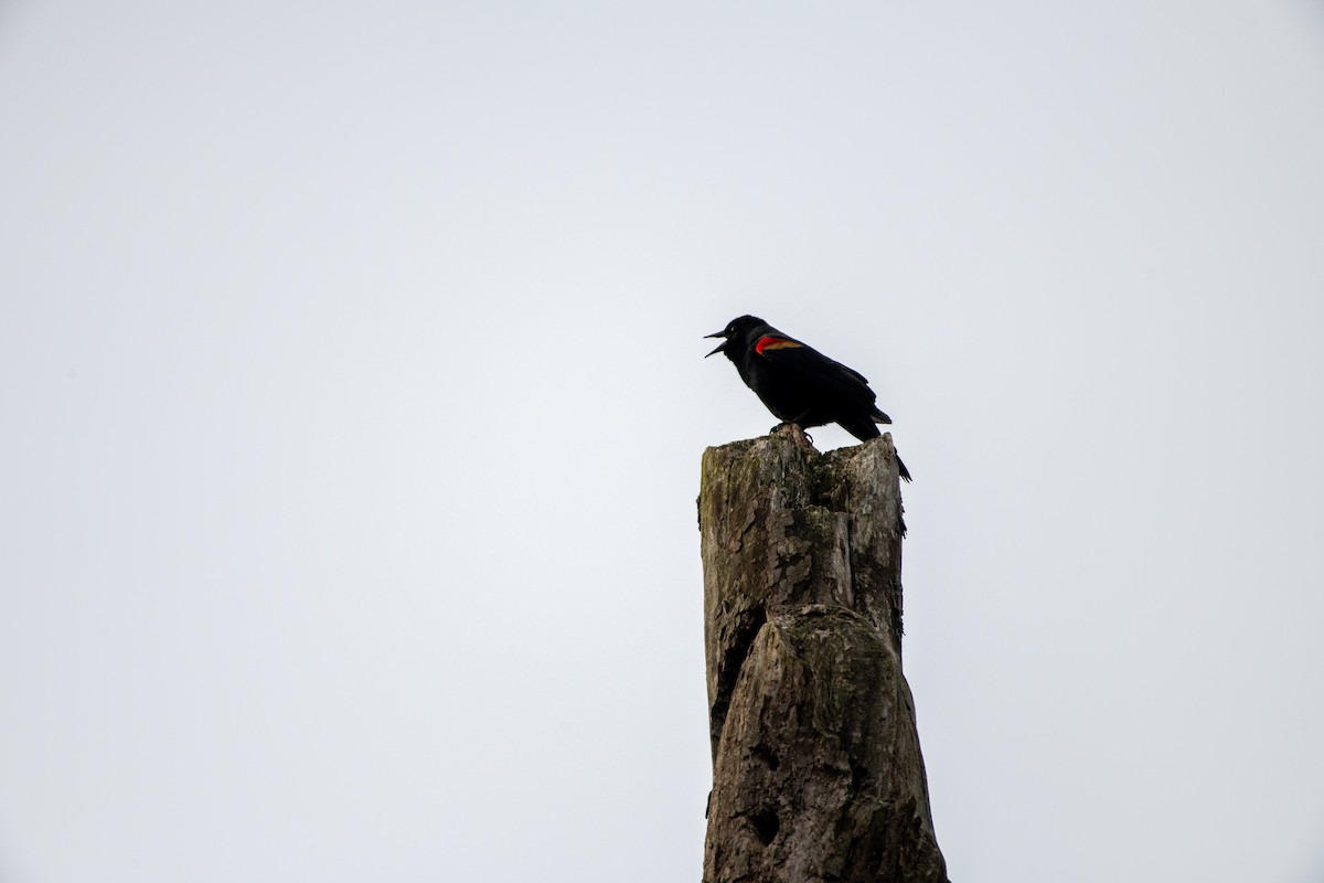 Red-winged Blackbird - ML620455942