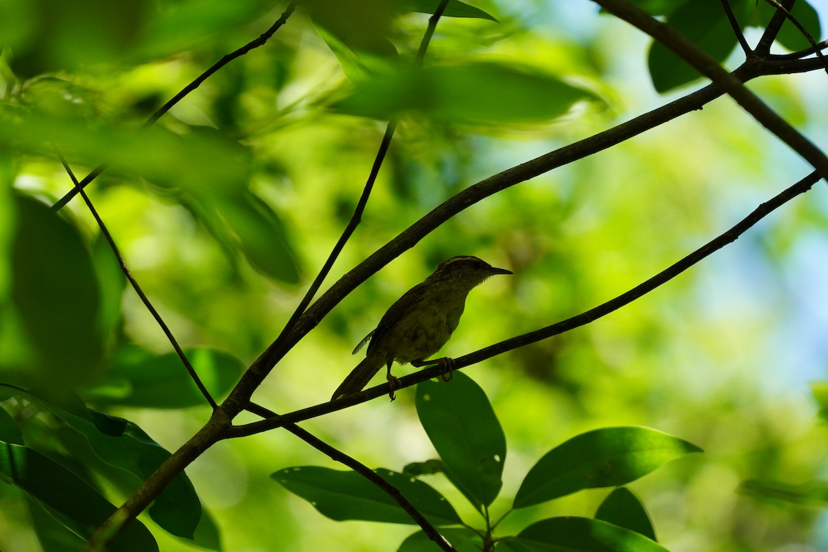 Carolina Wren - ML620455943