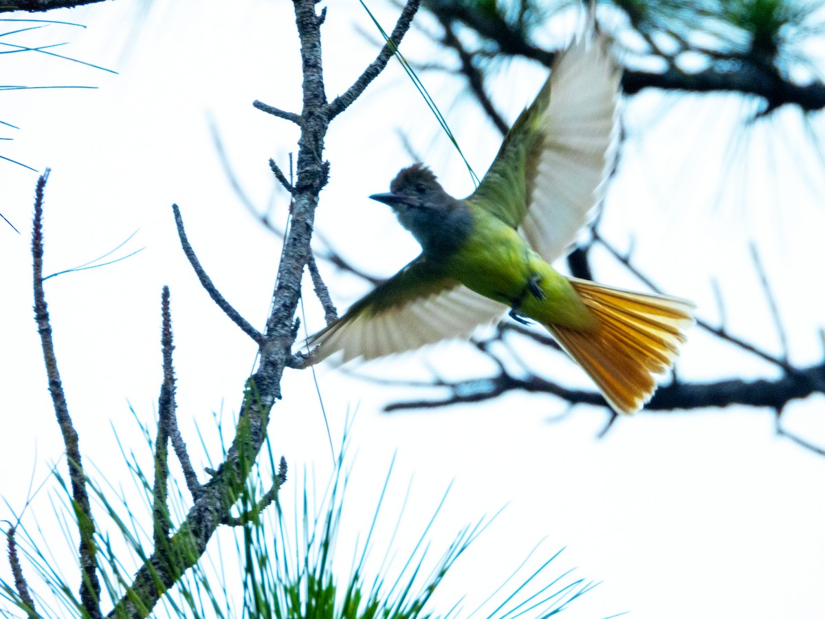 Great Crested Flycatcher - ML620455945