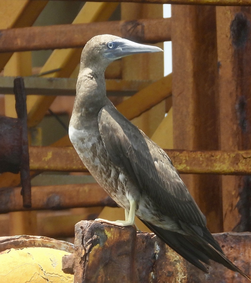 Brown Booby - ML620455950