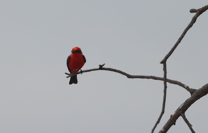 Vermilion Flycatcher - Kevin Sarsfield