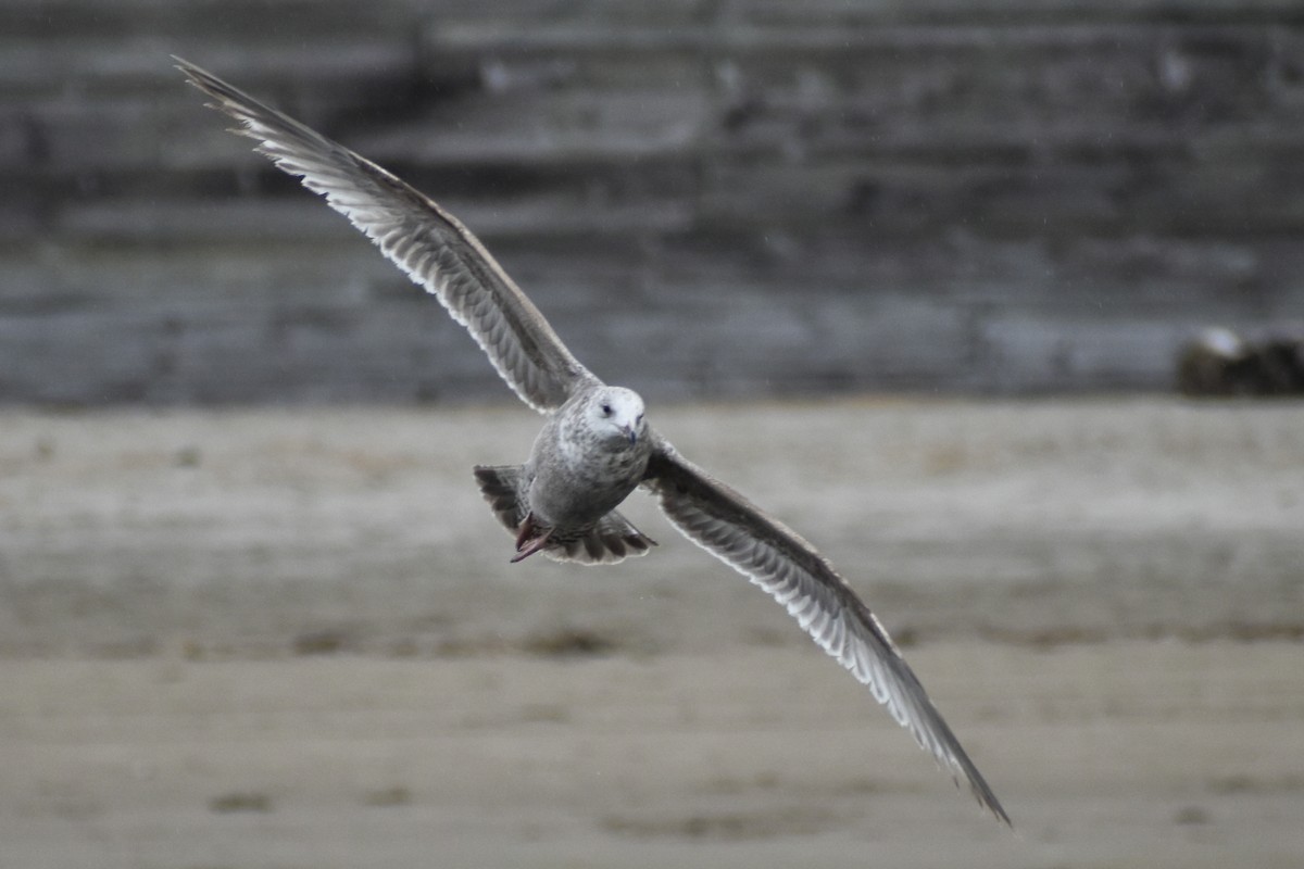 Gaviota Groenlandesa (thayeri) - ML620455955