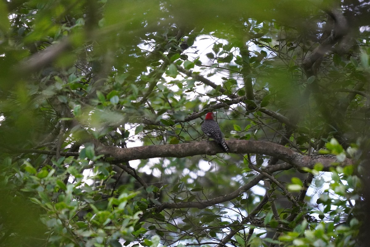 Red-bellied Woodpecker - ML620455957
